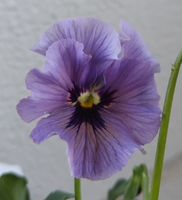 育種ビオラ 今年人気アソート3株セット㉓【レディ、ドレープ・シエナ、香りで百笑】