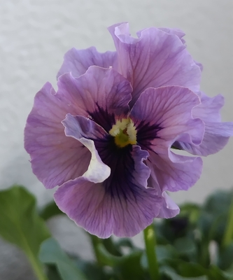 育種ビオラ 今年人気アソート3株セット㉔【レディ、ドレープ・シエナ、香りで百笑】