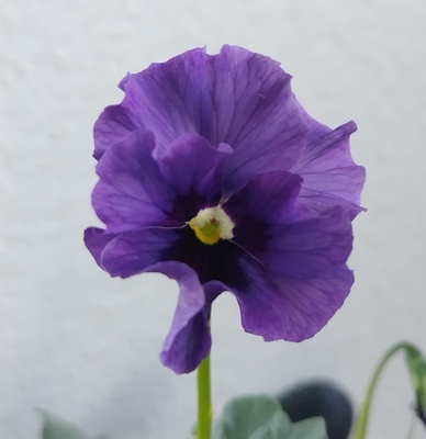 育種ビオラ 今年人気アソート3株セット㉕【レディ、ドレープ・シエナ、香りで百笑】