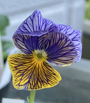 育種ビオラ 今年人気アソート3株セット㉖【流星、レディ、ザイジン】