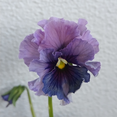 育種ビオラ 今年人気アソート3株セット㉗【レディ、流星、ザイジン】