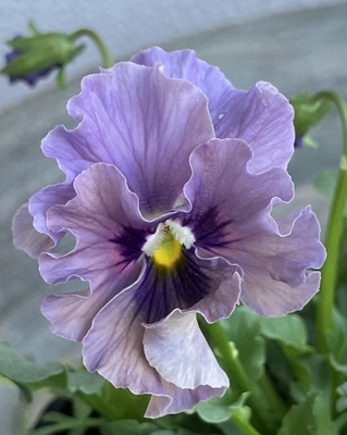 育種ビオラ 今年人気アソート3株セット⑯【レディ、フェデネージュクレープ、フェデネージュモネ積みわら】