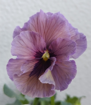 育種ビオラ 今年人気アソート3株セット㉘【レディ、流星、ザイジン】