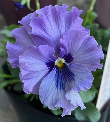 育種ビオラ 今年人気アソート3株セット㉙【レディ、流星、ザイジン】