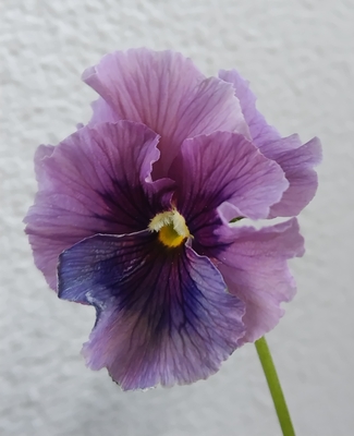 育種ビオラ 今年人気アソート3株セット㉚【レディ、流星、ザイジン】