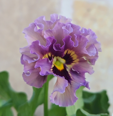 育種ビオラ 今年人気アソート3株セット31【マイガール、ドレープ・シエナ、ザイジン】