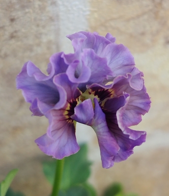 育種ビオラ 今年人気アソート3株セット32【マイガール、ドレープ・シエナ、ザイジン】