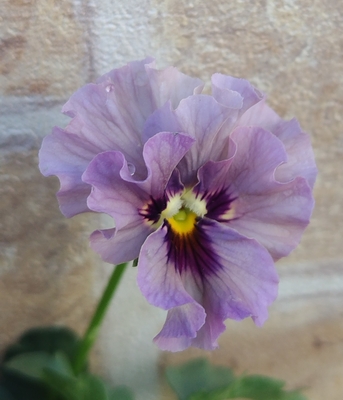 育種ビオラ 今年人気アソート3株セット33【マイガール、ドレープ・シエナ、ザイジン】