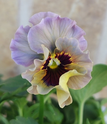 育種ビオラ 今年人気アソート3株セット34【レディ、ザイジン、ドレープ・シエナ】