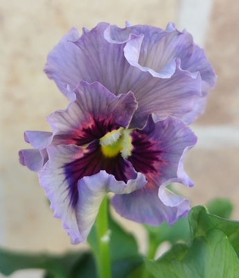 育種ビオラ 今年人気アソート3株セット35【レディ、ザイジン、ドレープ・シエナ】