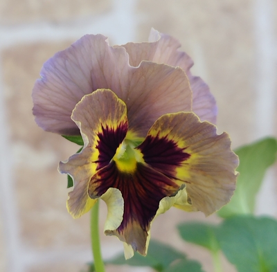 育種ビオラ 今年人気アソート3株セット36【レディ、ドラキュラ、ミステリアスバニー】