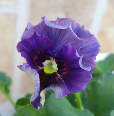 育種ビオラ 今年人気アソート3株セット37【レディ、ドラキュラ、ミステリアスバニー】