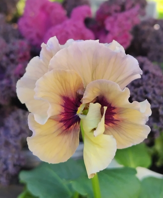 育種ビオラ 今年人気アソート3株セット38【レディ、ドラキュラ、ミステリアスバニー】