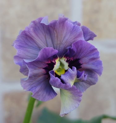 育種ビオラ 今年人気アソート3株セット39【レディ、ドラキュラ、ミステリアスバニー】