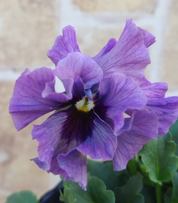 育種ビオラ 今年人気アソート3株セット40【レディ、ドラキュラ、ミステリアスバニー】