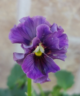 育種ビオラ 今年人気アソート3株セット41【マイガール、宮崎ビオラ・白いウサギ、香りで百笑】