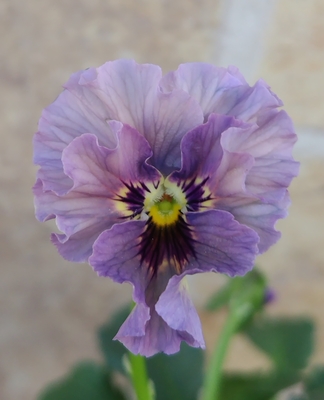 育種ビオラ 今年人気アソート3株セット42【マイガール、宮崎ビオラ・白いウサギ、香りで百笑】