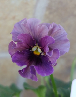 育種ビオラ 今年人気アソート3株セット43【マイガール、宮崎ビオラ・白いウサギ、香りで百笑】