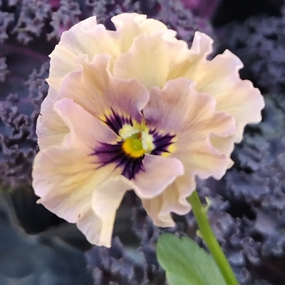 育種ビオラ 今年人気アソート3株セット45【マイガール、宮崎ビオラ・白いウサギ、香りで百笑】