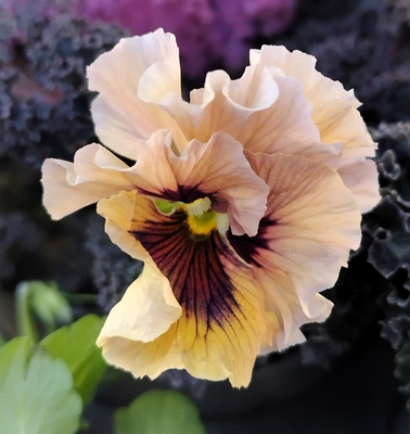 育種ビオラ 今年人気アソート3株セット46【レディ、アントワネット、ザイジン】