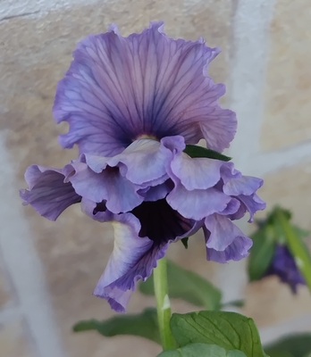 育種ビオラ 今年人気アソート3株セット47【レディ、アントワネット、ザイジン】