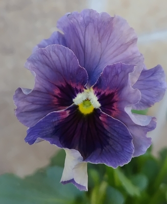 育種ビオラ 今年人気アソート3株セット48【レディ、アントワネット、ザイジン】