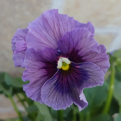 育種ビオラ 今年人気アソート3株セット49【レディ、アントワネット、ザイジン】