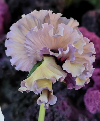 育種ビオラ 今年人気アソート3株セット50【レディ、アントワネット、ザイジン】