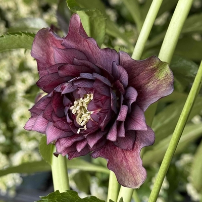 クレオパトラ系【Hi27】