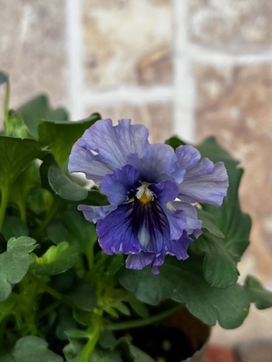 育種ビオラ 今年人気アソート3株セット51【レディ、宮崎ビオラ、フェデネージュ】