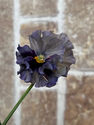 育種ビオラ 今年人気アソート3株セット52【レディ、宮崎ビオラ、フェデネージュ】