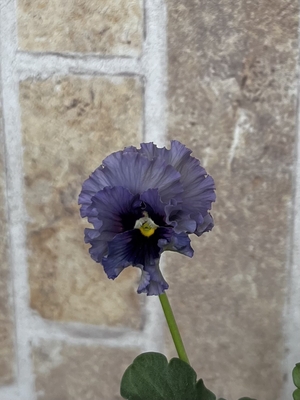 育種ビオラ 今年人気アソート3株セット53【レディ、宮崎ビオラ、フェデネージュ】