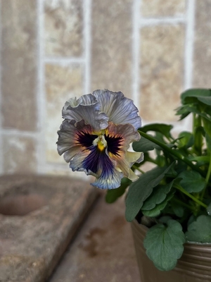 育種ビオラ 今年人気アソート3株セット54【レディ、フェデネージュ、万葉菫】