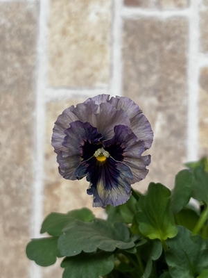 育種ビオラ 今年人気アソート3株セット55【レディ、フェデネージュ、万葉菫】