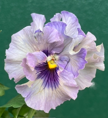 育種ビオラ 今年人気アソート3株セット56【レディ、フェデネージュ、香りで百笑】