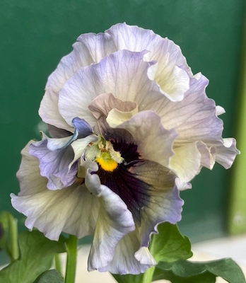 育種ビオラ 今年人気アソート3株セット57【レディ、フェデネージュ、香りで百笑】