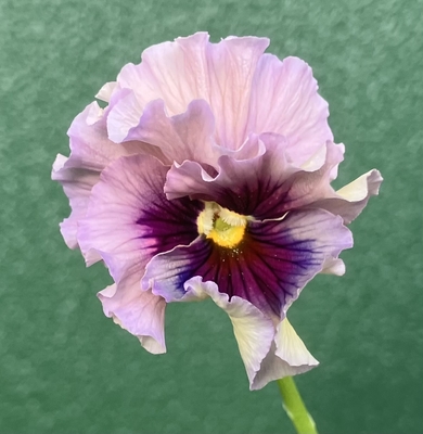 育種ビオラ 今年人気アソート3株セット58【レディ、フェデネージュ、香りで百笑】