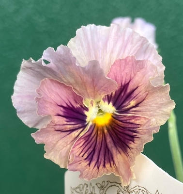 育種ビオラ 今年人気アソート3株セット59【レディ、フェデネージュ、香りで百笑】