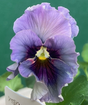 育種ビオラ 今年人気アソート3株セット60【レディ、フェデネージュ、香りで百笑】