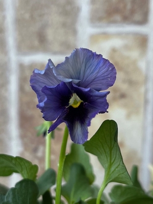 育種ビオラ 今年人気アソート3株セット61【レディ、ヌーヴェルヴァーグ、ラピスラズリ】