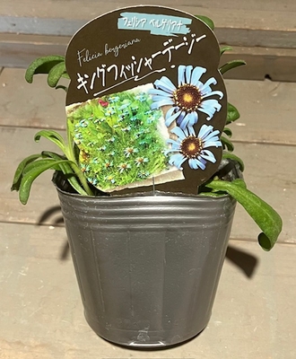 キングフィッシャーデージー　（フェリシア ベルゲリアナ）