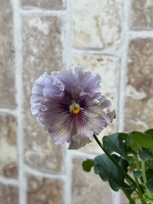 育種ビオラ 今年人気アソート3株セット63【レディ、ヌーヴェルヴァーグ、ラピスラズリ】