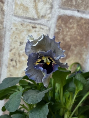 育種ビオラ 今年人気アソート3株セット64【レディ、ヌーヴェルヴァーグ、ラピスラズリ】