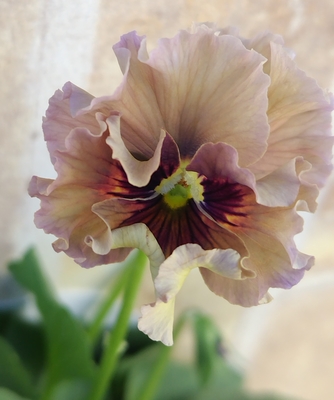 育種ビオラ 今年人気アソート3株セット66【レディ・フェデネージュ積みわら・ドレープシエナ】