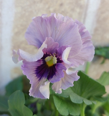 育種ビオラ 今年人気アソート3株セット67【レディ・フェデネージュ積んわら・ドレープシエナ】