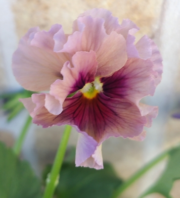 育種ビオラ 今年人気アソート3株セット68【レディ・フェデネージュ積みわら・ドレープシエナ】