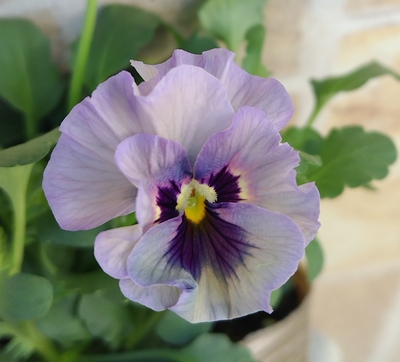 育種ビオラ 今年人気アソート3株セット69【レディ・フェデネージュ積みわら・ドレープシエナ】