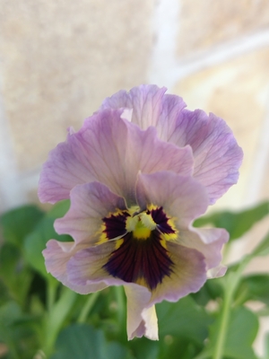 育種ビオラ 今年人気アソート3株セット70【レディ・フェデネージュ積みわら・ドレープシエナ】