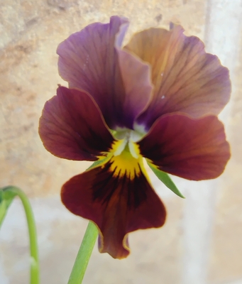 育種ビオラ 今年人気アソート3株セット71【モンキージョージ・ドラキュラ・ドレープシエナ】