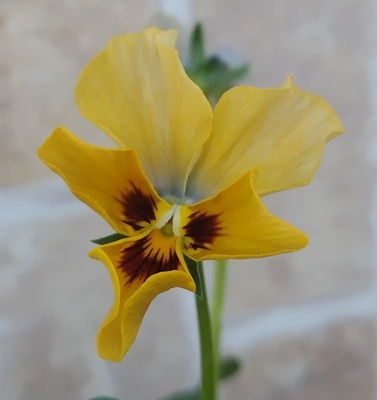 育種ビオラ 今年人気アソート3株セット72【モンキージョージ、ドレープ・シエナ、ドラキュラ】